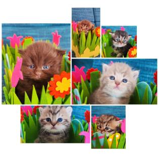 Norwegische Waldkatze/ Britisch Kurzhaar Mix Kitten