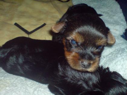 Yorkshire Terrier Welpen mit Papiere und Impfung
