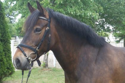 Deutsches Reitpony Wallach 9 Jahre 1 48m artig