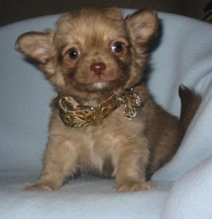 Chihuahua -Welpen aus seriöser deutscher Zucht