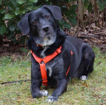 GRACIELLA - Labrador-Mix - 8 Jahre - Tierhilfe-Franken e. V.