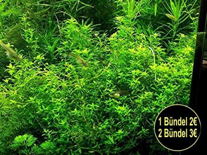 Quirlblättriges Perlenkraut Bündel Aquarienpflanzen Versand/ Abholung