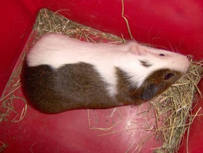 Cuy s Riesenmeerschweinchen
