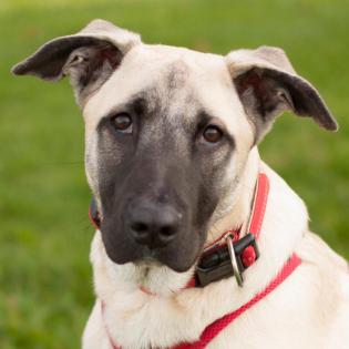 MURPHY - Malinois-Labrador-Mix - 6 Monate - Tierhilfe-Franken e. V.