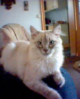 Perser Colorpoint Deckkater