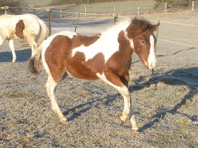 Homozygoter Paint Horse Hengst Absetzer