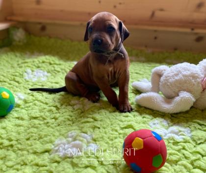 Wunderschöne red wheaten und dark red wheaten Rhodesian Ridgeback Welpen
