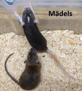 Süsse Ratten Kinder Mädels und Jungs auch in Dumbo und Rex