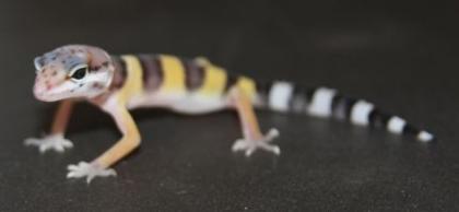 Leopardgecko Eublepharis macularius verschiedene Varianten 25 - Euro PASTEL - HI
