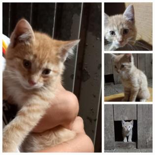 Fuchsige Katzen rot Hofkatzen