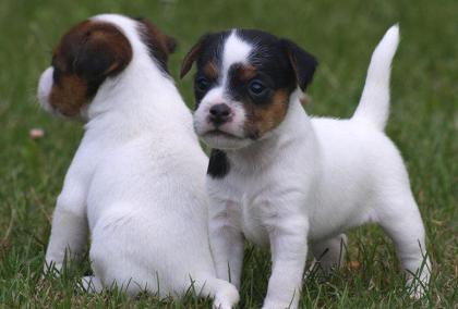 MINI Jack Russell Baby DRINGEND abzugeben Heide
