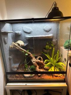 Kornnatter mit ExoTerra-Terrarium und Technik