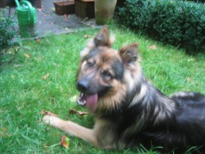 Schäferhundmischling ca. 18 Monate langhaarig