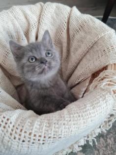 BKH KITTEN/Scottish Fold/Blue Point