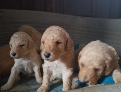 Weimardoodle wie Goldendoodle Labradoodle Pudel Weimaraner