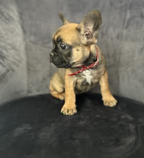 Frei Atmende Französische Bulldogge Welpen
