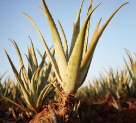 Wer verkauft gute Aloe Vera Produkte