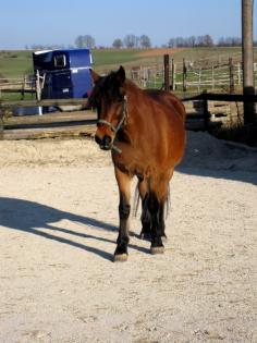 Reitbeteiligung für Stute 2x pro Woche gesucht