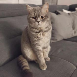 PABLO - British Kurzhaar Mix - 2 Jahre - Tierhilfe-Franken e. V.