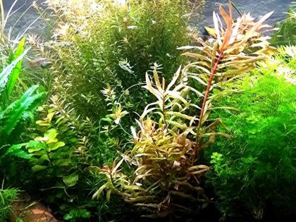 Cognacpflanze Bündel Aquariumpflanzen Versand/ Abholung