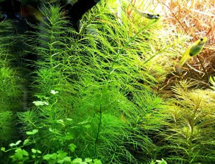 Guyana Tausendblatt Aquarienpflanze Versand/ Abholung
