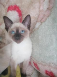 1 weiblich Siam rassige kitten mit Stammbaum Abholbereit