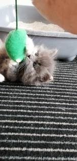 Edelmix Kitten Neva Masquarade Maine Coon