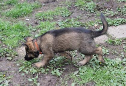 Ork Rüde Welpe Altdeutscher Schäferhund DDR Linien