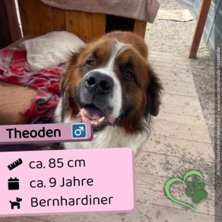 Theoden m 9 Jahre 85 cm Slowakei