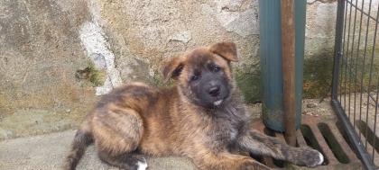 Akita mixe zwei süße rüden