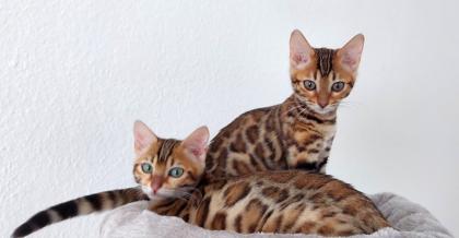 2 junge Bengal Mädchen suchen ein liebevolles zuhause