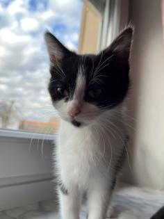2 Baby BKH-Mix Kitten bereit für Abgabe