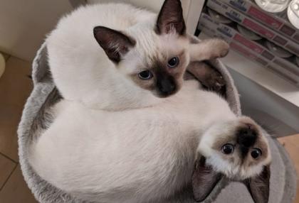 Siam /Thai Kitten Seal Point Babys Kätzchen. Abgabebereit.