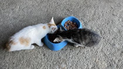 5 süße Katzenbabys abzugeben