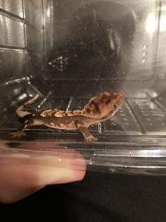 Kronengeckos Correlophus ciliatus - Nachzuchten abzugeben