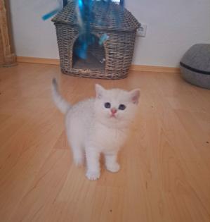 Nur noch 2 reinrassige BKH-Kitten mit Luchsohren Teddygesicht