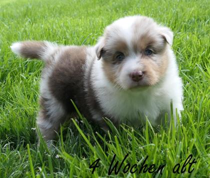 Reinrassiger Australian Shepherd Welpe red-merle weiblich