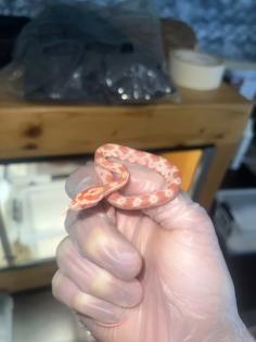 Kornnatter Pantheropis Guttatus NZ 07 25