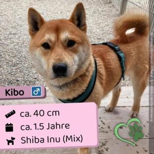 Kib m ca. 1 5 Jahre ca. 40cm Slowakei NB