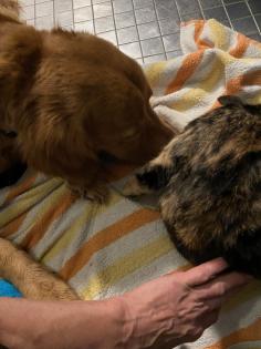 Trines Kitten suchen ein zu Hause
