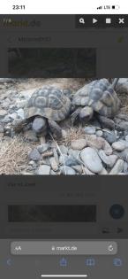 Griechische Landschildkröten