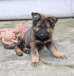Rüden Welpen Altdeutscher Schäferhund DDR Linien