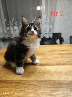 Maine Coon kitten Babykatzen