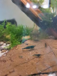 Neocaridina davidi Dark GreenJade Süßwasser Garnelen