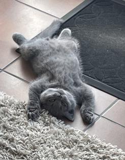 BKH Kitten Britisch Kurzhaar Katzenbabys Kitten