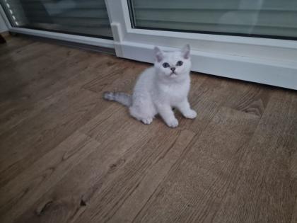 Süße BKH kitten ns 1133 mit Blauen augen
