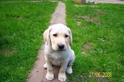 BLONDE LABRADOR WELPEN ABZUGEBEN COTTBUS FP 430Euro