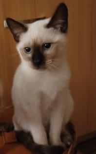 Siam /Thai Kitten Seal Point Babys Kätzchen. Abgabebereit.
