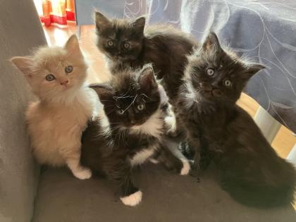 Maine Coon Kitten Kater reinrassig