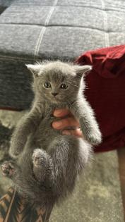Britisch kurzhaar kitten